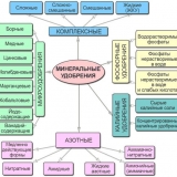 Kako hraniti luk u julu da bude veliki - prihrana za brz rast i dobru žetvu